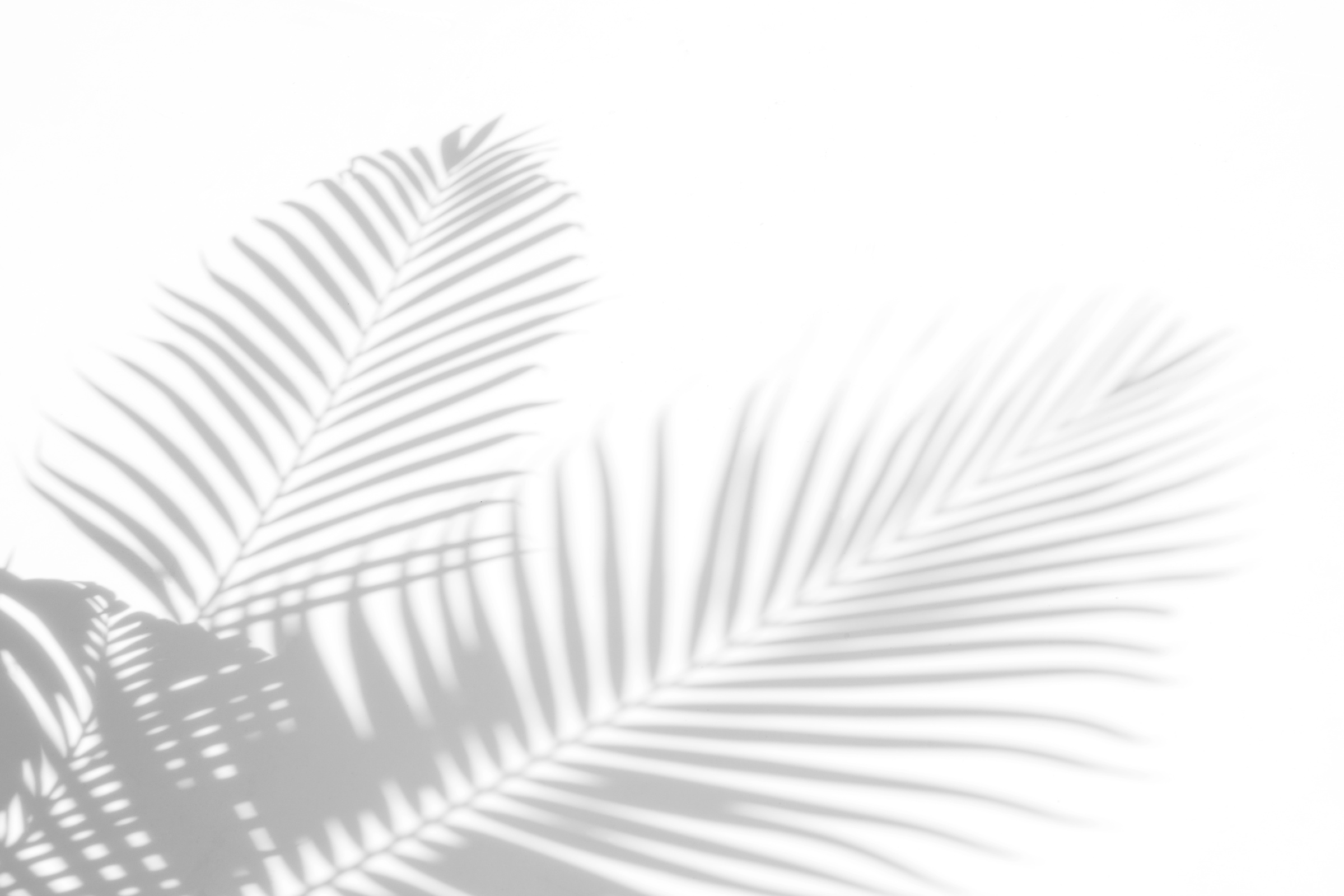 abstract background of shadows palm leaves on a white wall. White and Black